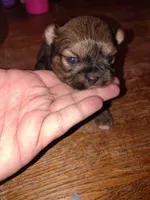 Jaxx, a male Pomeranian and Shih Tzu for sale in Hamilton, MT – 4 of 4
