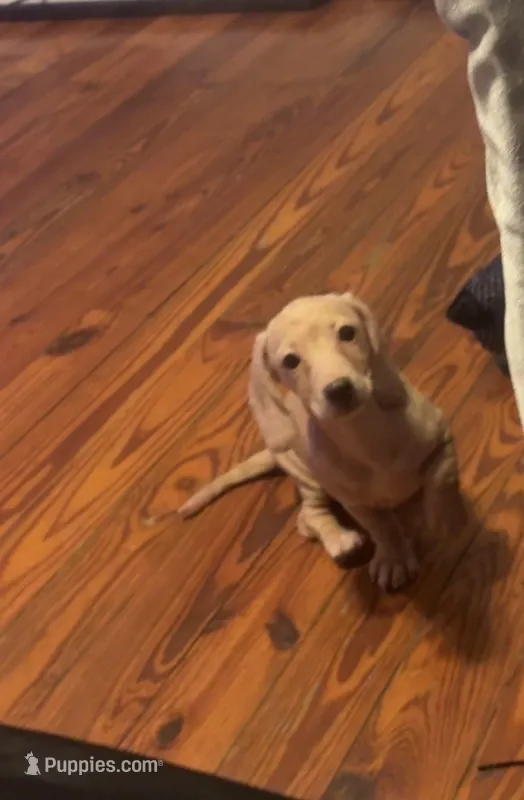Nova – Miniature Dachshund puppy for sale in York, PA