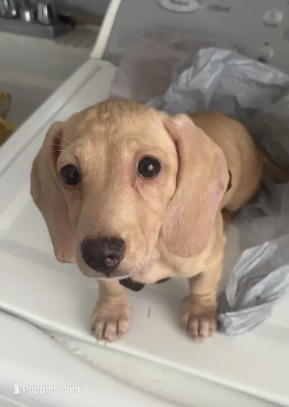 Nova – Miniature Dachshund puppy for sale in York, PA