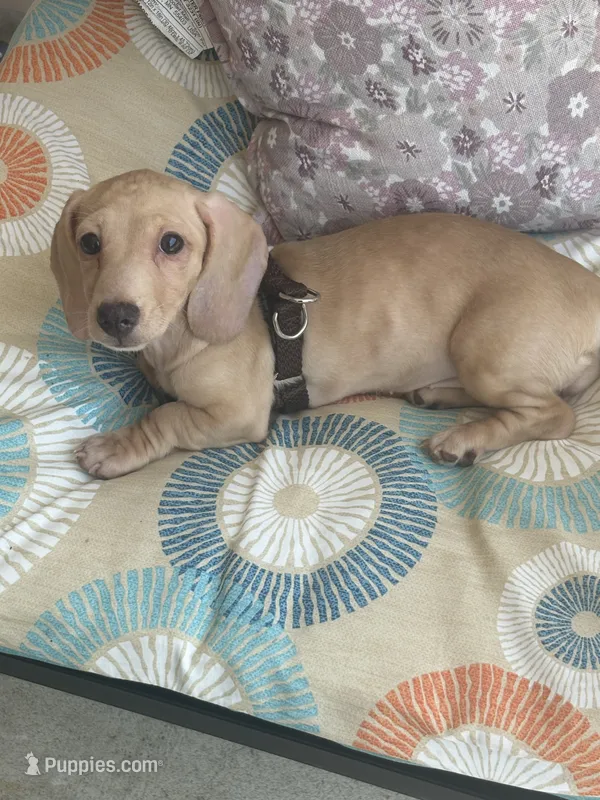 Nova – Miniature Dachshund puppy for sale in York, PA