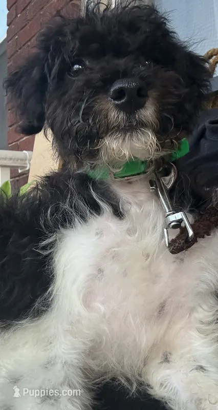 Brazil – Lancashire Heeler, Poodle - Miniature  puppy for sale in York, PA