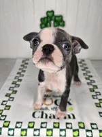 Apollo, a male Boston Terrier for sale in Rochester, MN – Photo 2 of 3