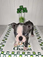 Apollo, a male Boston Terrier for sale in Rochester, MN – Photo 1 of 3
