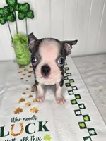 Posiedon , a male Boston Terrier for sale in Rochester, MN – Photo 3 of 3