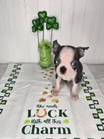 Posiedon , a male Boston Terrier for sale in Rochester, MN – Photo 2 of 3