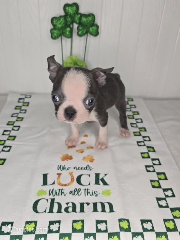 Posiedon  – Boston Terrier puppy for sale in Rochester, MN