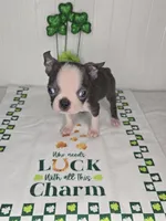 Posiedon , a male Boston Terrier for sale in Rochester, MN – Photo 1 of 3