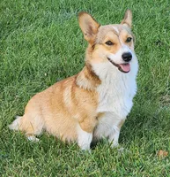 Vivian AKC Triple Clear Genetics, a female Pembroke Welsh Corgi for sale in Lake City, MN – 8 of 9