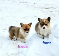 Frieda AKC 3X Clear, a female Pembroke Welsh Corgi for sale in Lake City, MN – Photo 2 of 7