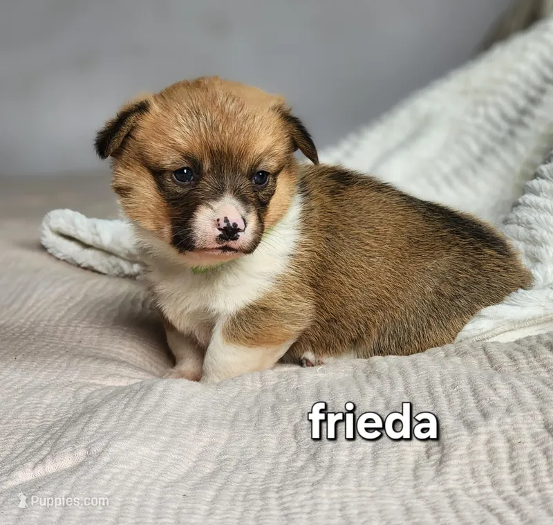 Frieda AKC – Pembroke Welsh Corgi puppy for sale in Lake City, MN