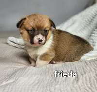 Frieda AKC, a female Pembroke Welsh Corgi for sale in Lake City, MN – Photo 1 of 3