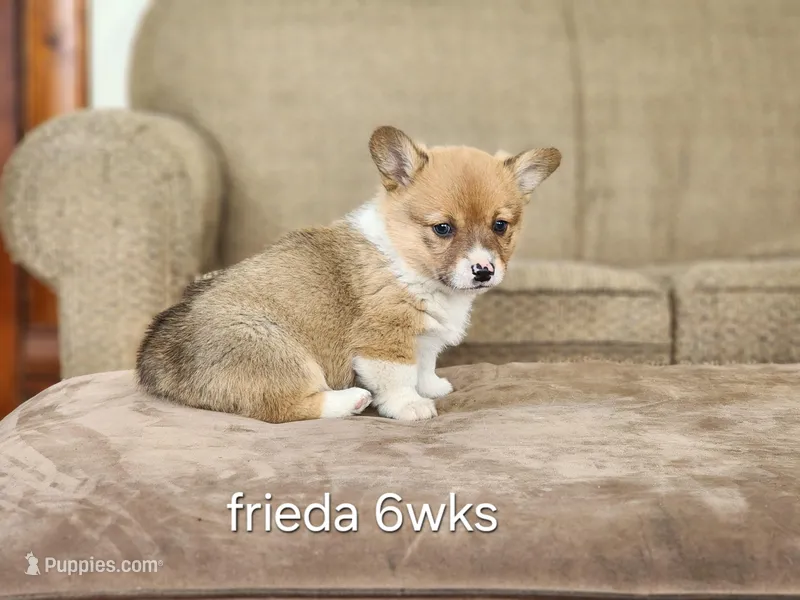 Frieda AKC – Pembroke Welsh Corgi puppy for sale in Lake City, MN