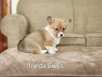 Frieda AKC 3X Clear, a female Pembroke Welsh Corgi for sale in Lake City, MN – Photo 1 of 7