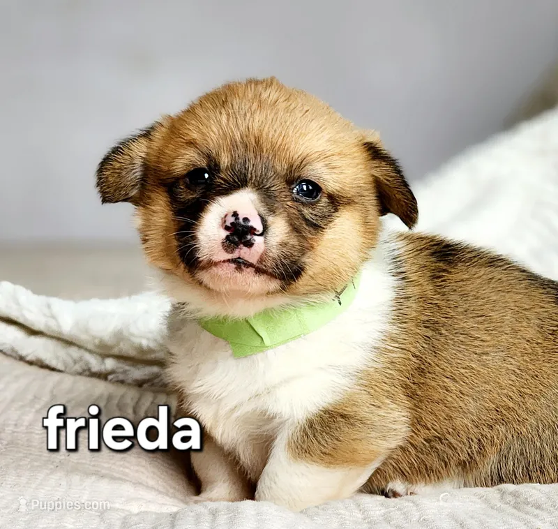 Frieda AKC – Pembroke Welsh Corgi puppy for sale in Lake City, MN