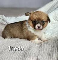 Frieda AKC, a female Pembroke Welsh Corgi for sale in Lake City, MN – Photo 2 of 3