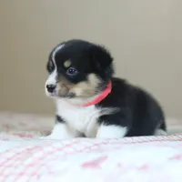 Vincent AKC 3X Clear, a male Pembroke Welsh Corgi for sale in Lake City, MN – 6 of 8