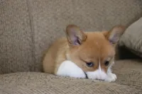 Vivian AKC Triple Clear Genetics, a female Pembroke Welsh Corgi for sale in Lake City, MN – 3 of 9