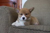 Vivian AKC Triple Clear Genetics, a female Pembroke Welsh Corgi for sale in Lake City, MN – 2 of 9