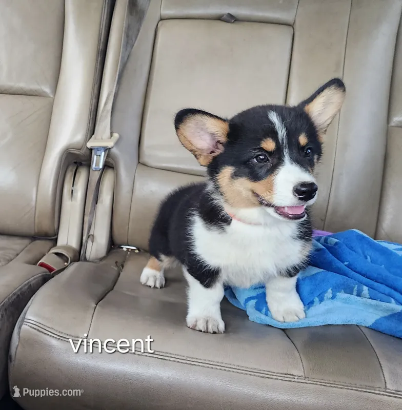 Vincent AKC 3X Clear – Pembroke Welsh Corgi puppy for sale in Lake City, MN
