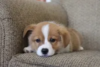 Victor AKC 3XClear, a male Pembroke Welsh Corgi for sale in Lake City, MN – 2 of 7