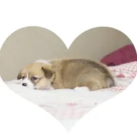 Vivian AKC Triple Clear Genetics, a female Pembroke Welsh Corgi for sale in Lake City, MN – 4 of 9