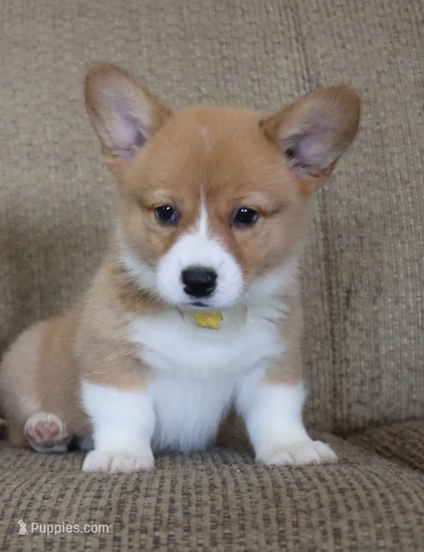 Vivian AKC Triple Clear Genetics – Pembroke Welsh Corgi puppy for sale in Lake City, MN