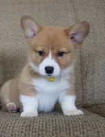 Vivian AKC Triple Clear Genetics, a female Pembroke Welsh Corgi for sale in Lake City, MN – 1 of 9