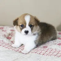 Victor AKC 3XClear, a male Pembroke Welsh Corgi for sale in Lake City, MN – 5 of 7