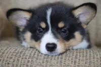 Vincent AKC 3X Clear, a male Pembroke Welsh Corgi for sale in Lake City, MN – 5 of 8