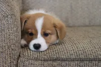 Victor AKC 3XClear, a male Pembroke Welsh Corgi for sale in Lake City, MN – 4 of 7
