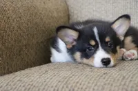 Vincent AKC 3X Clear, a male Pembroke Welsh Corgi for sale in Lake City, MN – 4 of 8