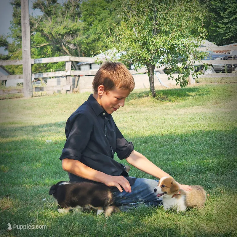 Victor AKC 3XClear – Pembroke Welsh Corgi puppy for sale in Lake City, MN