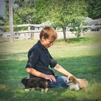 Victor AKC 3XClear, a male Pembroke Welsh Corgi for sale in Lake City, MN – 1 of 7