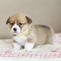 Vivian AKC Triple Clear Genetics, a female Pembroke Welsh Corgi for sale in Lake City, MN – 5 of 9