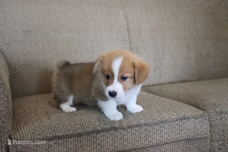 Victor AKC 3XClear – Pembroke Welsh Corgi puppy for sale in Lake City, MN