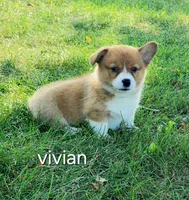 Vivian AKC Triple Clear Genetics, a female Pembroke Welsh Corgi for sale in Lake City, MN – 6 of 9
