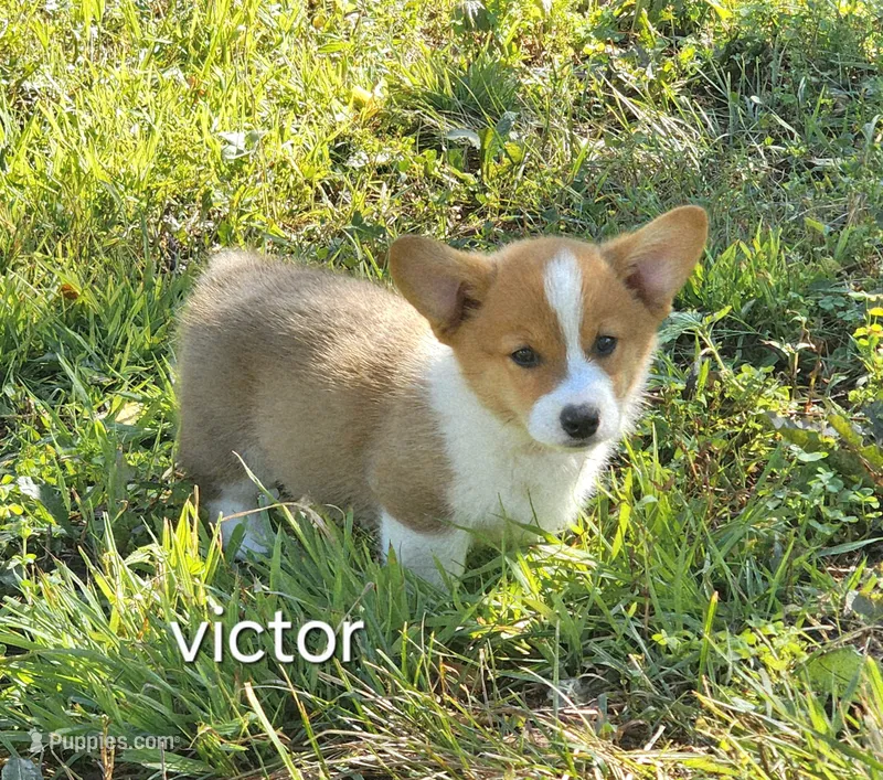 Victor AKC 3XClear – Pembroke Welsh Corgi puppy for sale in Lake City, MN