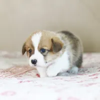 Victor AKC 3XClear, a male Pembroke Welsh Corgi for sale in Lake City, MN – 6 of 7