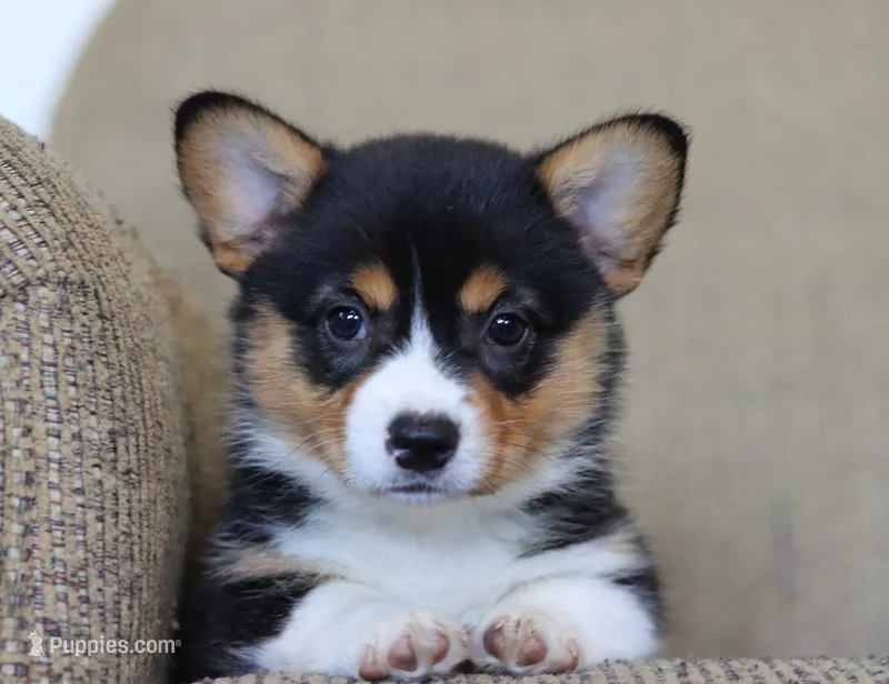 Viola AKC Triple Clear – Pembroke Welsh Corgi puppy for sale in Lake City, MN