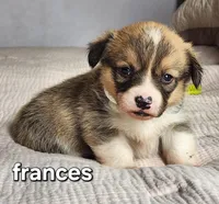 Frances AKC, a female Pembroke Welsh Corgi for sale in Lake City, MN – Photo 1 of 4