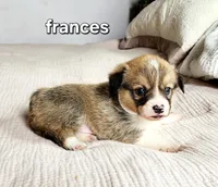 Frances AKC, a female Pembroke Welsh Corgi for sale in Lake City, MN – Photo 2 of 4