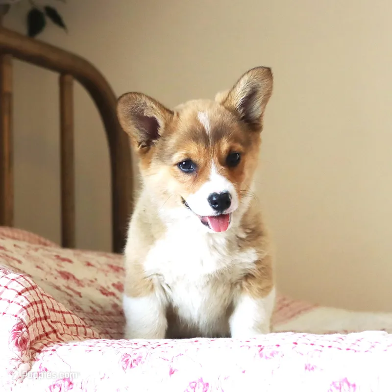 Frances AKC full Reg. Triple Clear Gen. – Pembroke Welsh Corgi puppy for sale in Lake City, MN