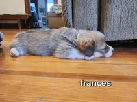 Frances AKC full Reg., a female Pembroke Welsh Corgi for sale in Lake City, MN – Photo 3 of 9