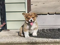 Frances AKC full Reg. Triple Clear Gen., a female Pembroke Welsh Corgi for sale in Lake City, MN – Photo 2 of 10