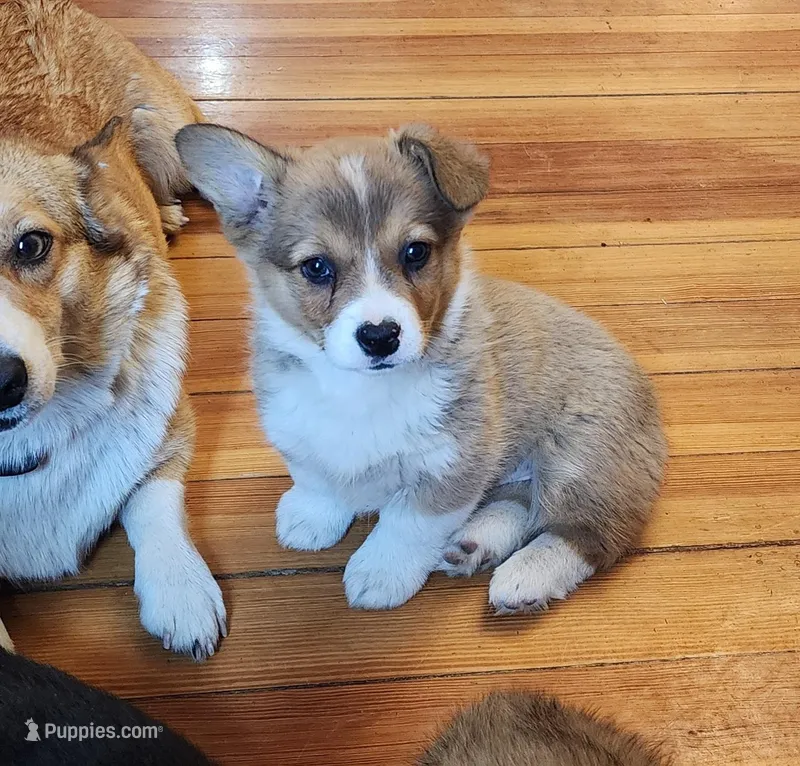 Frances AKC full Reg. – Pembroke Welsh Corgi puppy for sale in Lake City, MN