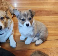 Frances AKC full Reg. Triple Clear Gen., a female Pembroke Welsh Corgi for sale in Lake City, MN – Photo 1 of 10