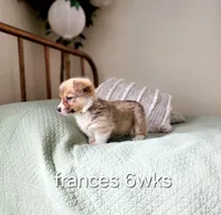 Frances AKC full Reg., a female Pembroke Welsh Corgi for sale in Lake City, MN – Photo 2 of 9