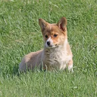Last Female AKC full Reg. Triple Clear Gen., a female Pembroke Welsh Corgi for sale in Lake City, MN – 2 of 10