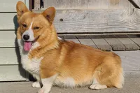 Frances AKC, a female Pembroke Welsh Corgi for sale in Lake City, MN – Photo 3 of 4