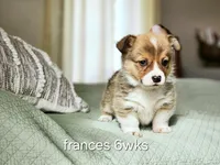 Frances AKC full Reg., a female Pembroke Welsh Corgi for sale in Lake City, MN – Photo 1 of 9